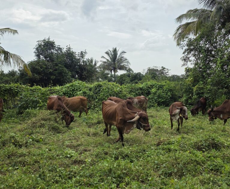 Why the Gir Forest Ecosystem is Important for Gir Cows?