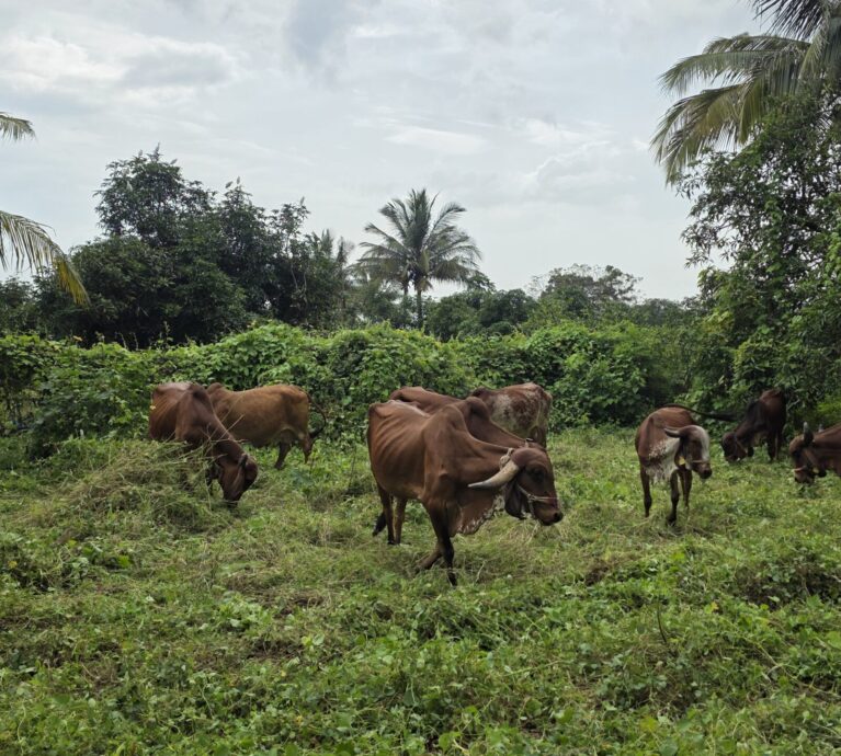 Why the Gir Forest Ecosystem is Important for Gir Cows?