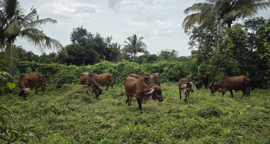 Why the Gir Forest Ecosystem is Important for Gir Cows?