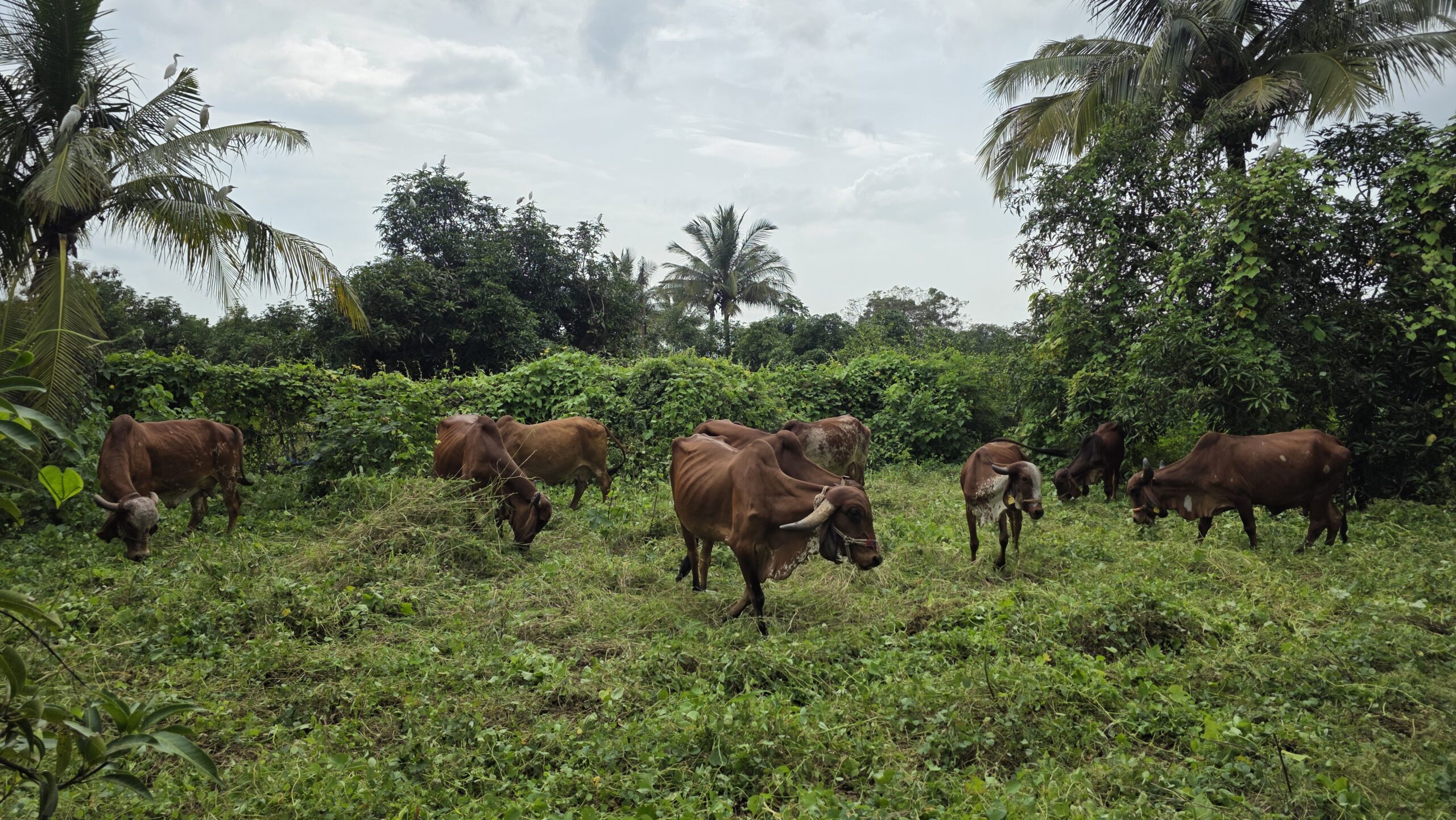 Why the Gir Forest Ecosystem is Important for Gir Cows?